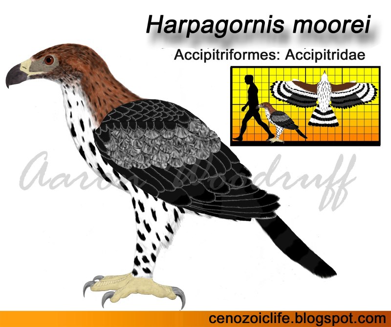Hieraaetus moorei