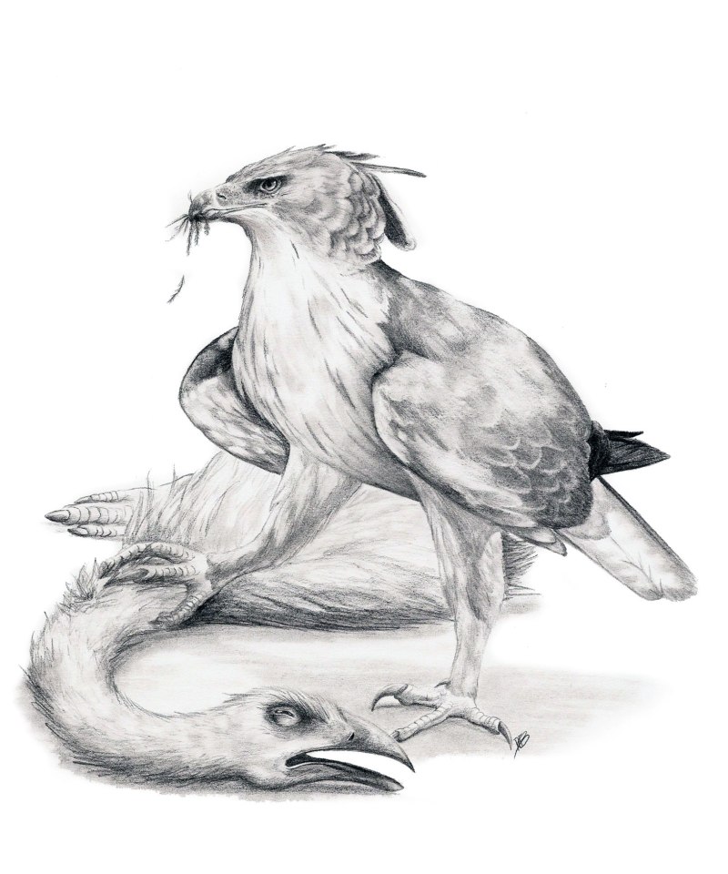 Haast Eagle