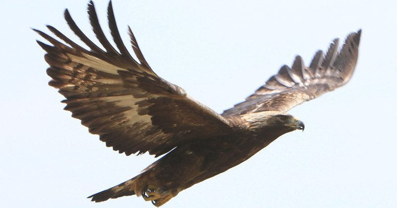 Golden Eagle tc240
