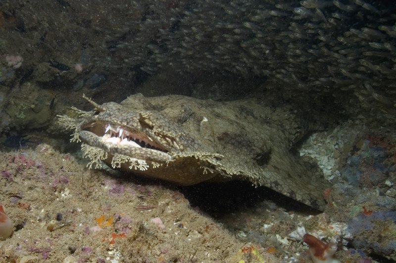 Eucrossorhinus dasypogon