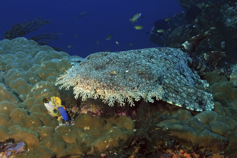 Tasselled Wobbegong