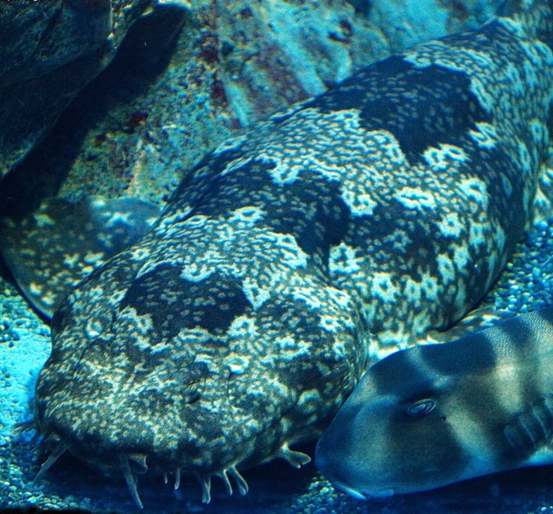 Orectolobus japonicus