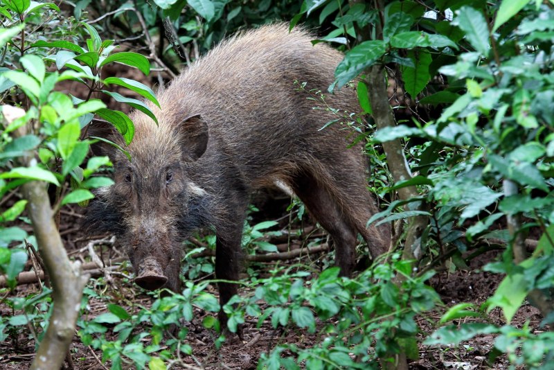 Javan warty Pig sus verrucosus
