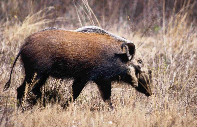 Potamochoerus larvatus