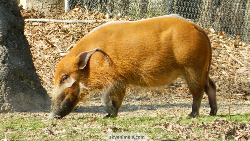 Red River Hog животное