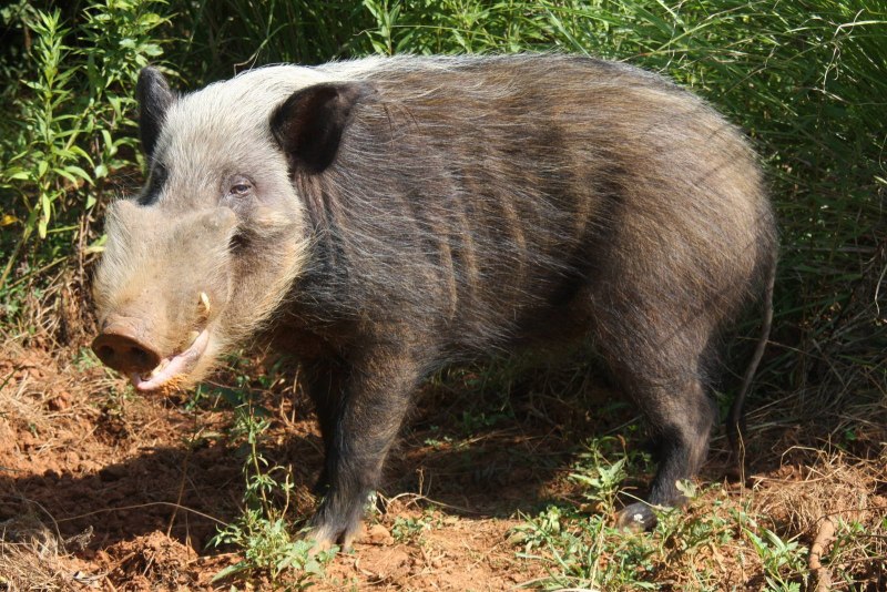 Potamochoerus larvatus