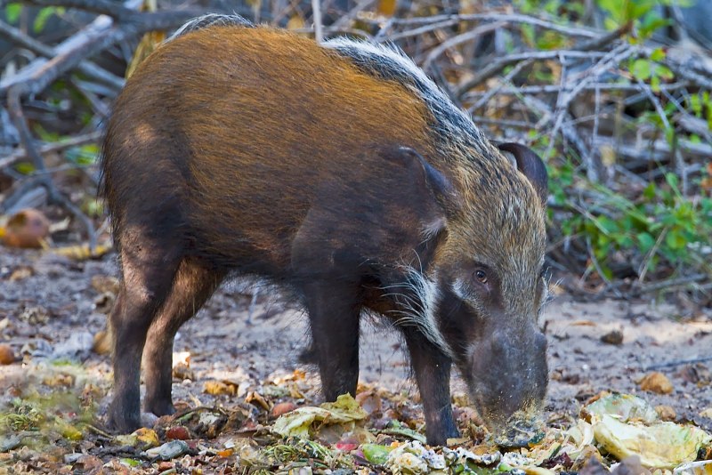 Potamochoerus larvatus
