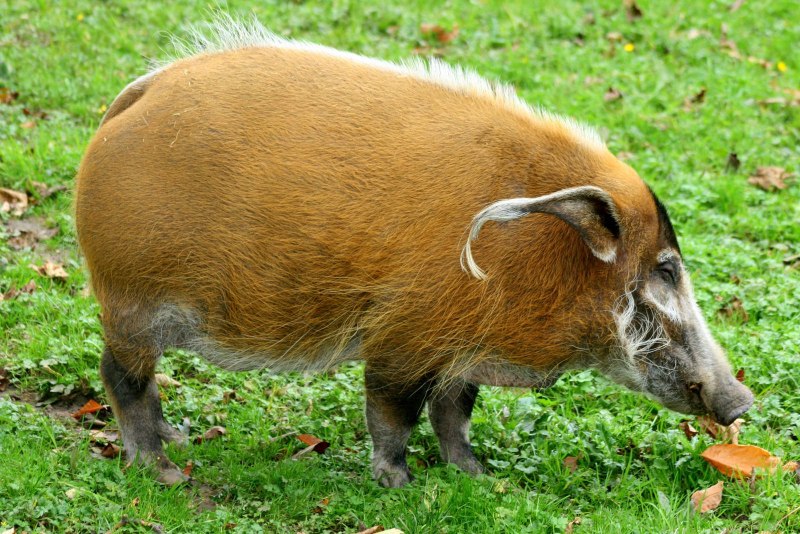 Red River Hog