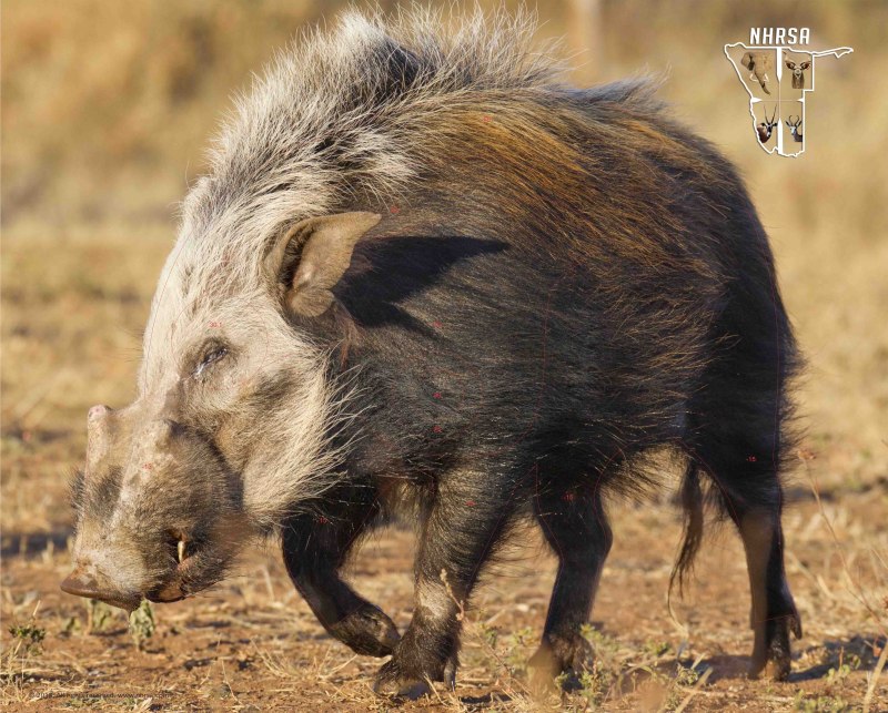 Bushpig свинья