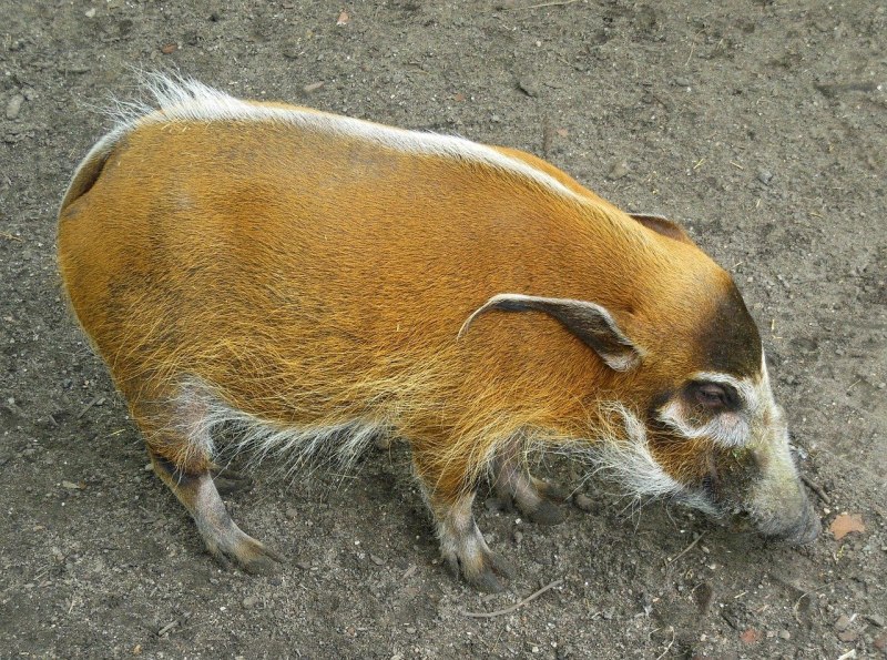 Red River Hog животное