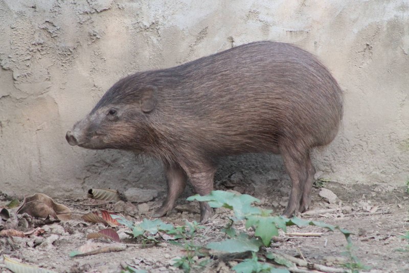 Карликовая свинья (sus salvanius).