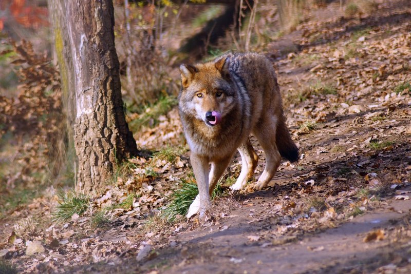 Волк (лат. Canis Lupus)