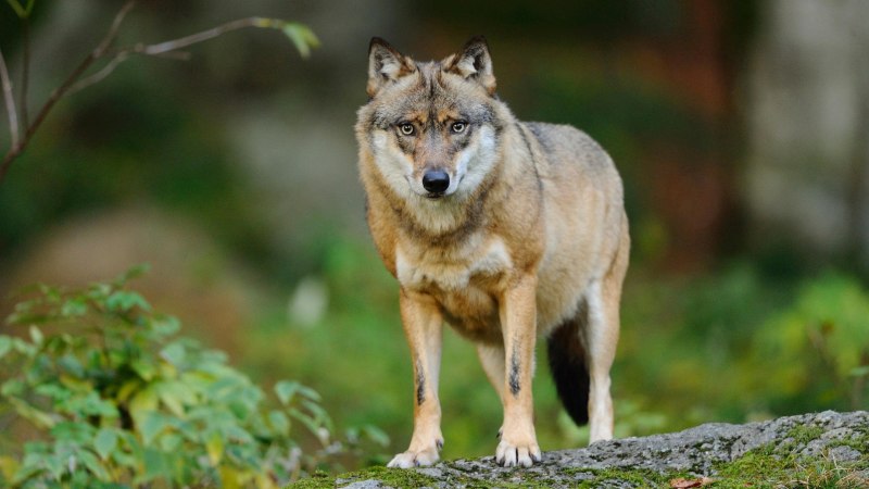 Евразийский Степной волк (canis Lupus Lupus)