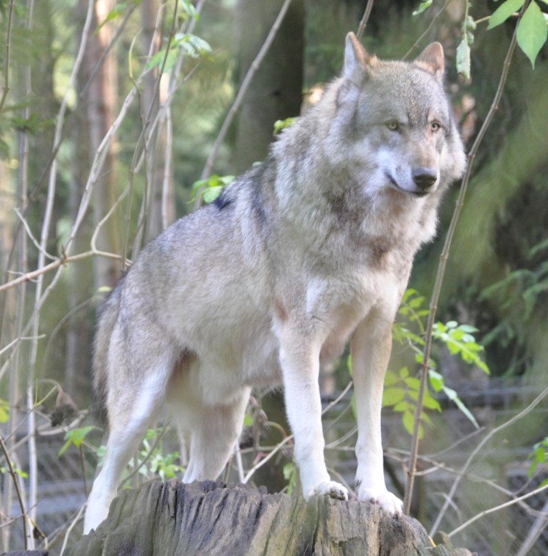 Волк - canis Lupus l.