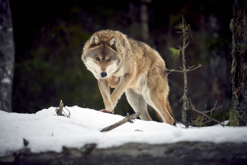 Волк обыкновенный (canis Lupus)