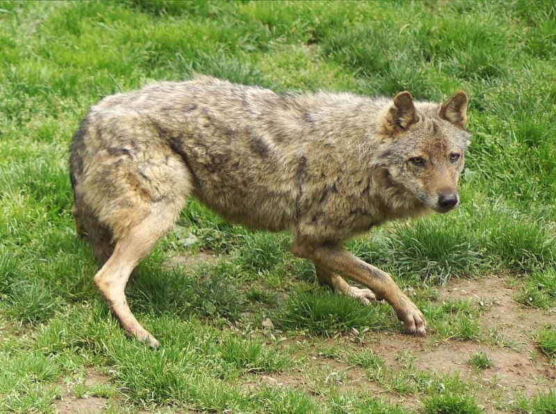 Канис Люпус невероятный