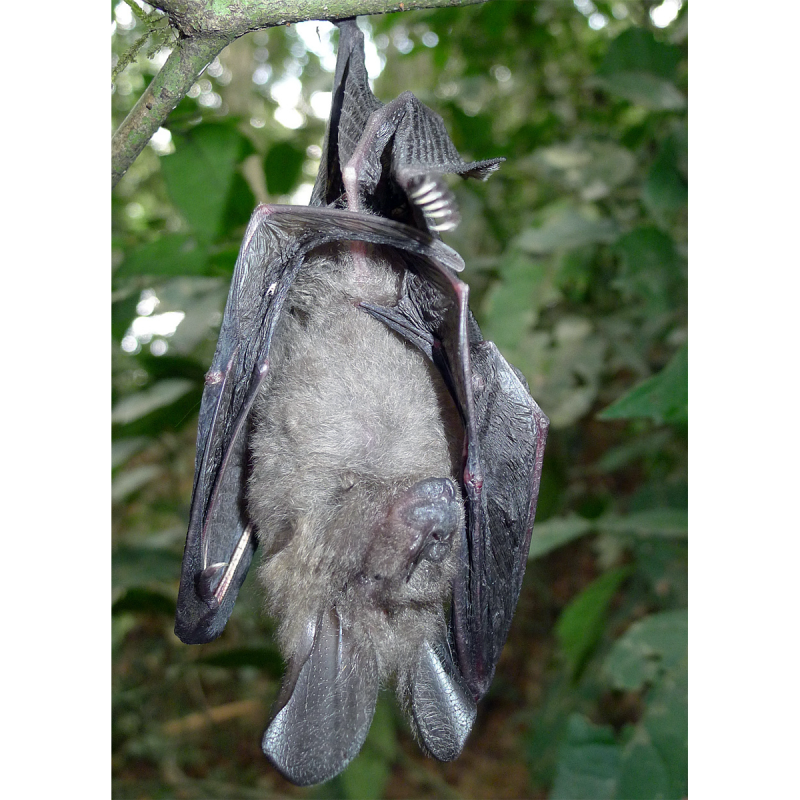 Nycteris thebaica