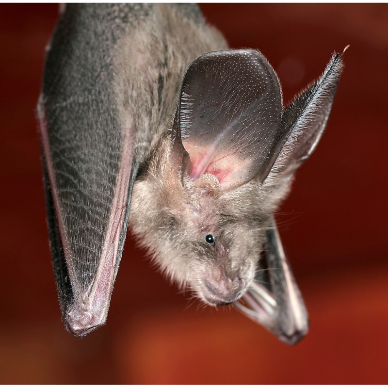 Nycteris thebaica