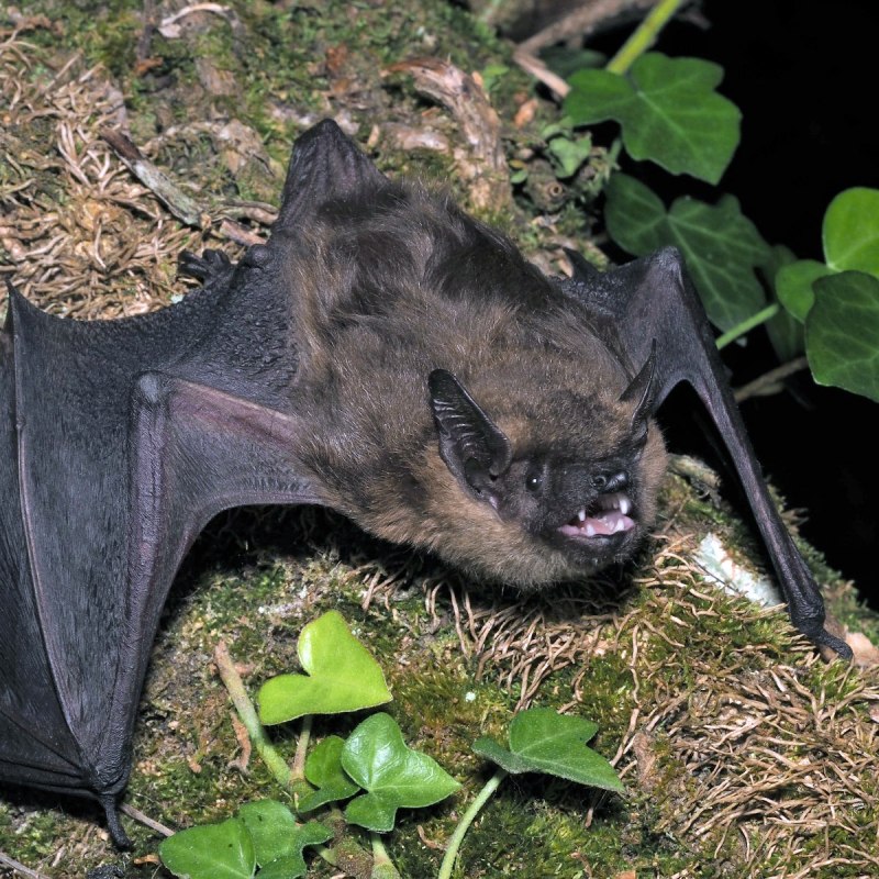 Двухцветный кожан (Vespertilio murinus (Linnaeus, 1758))