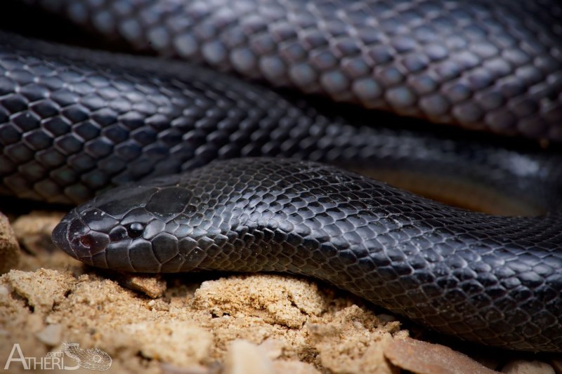 Atractaspis engaddensis