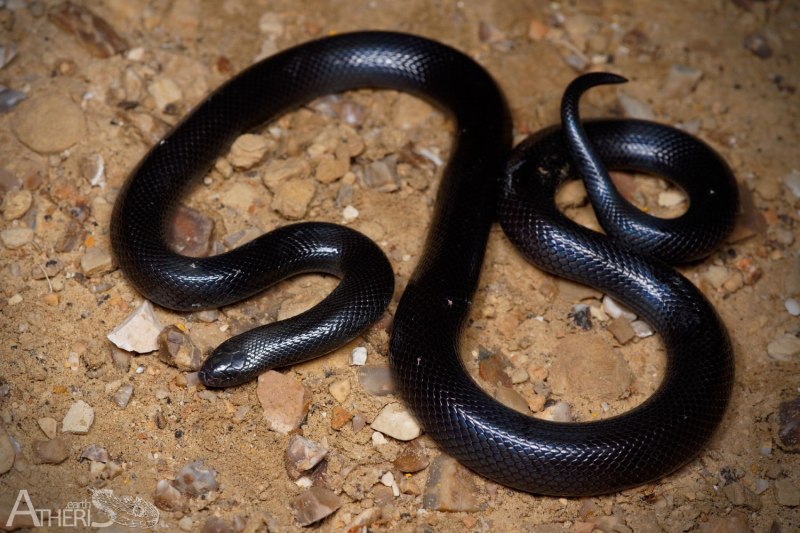 Atractaspis engaddensis