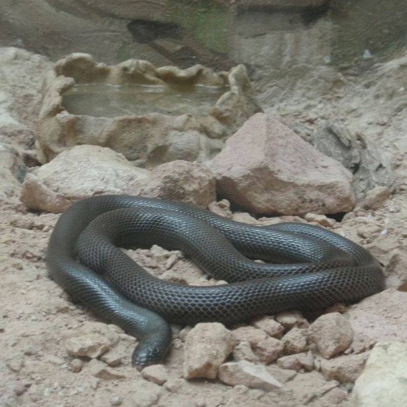 Atractaspis bibronii