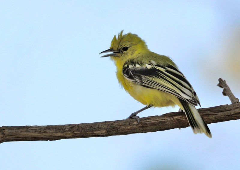 Aegithina nigrolutea