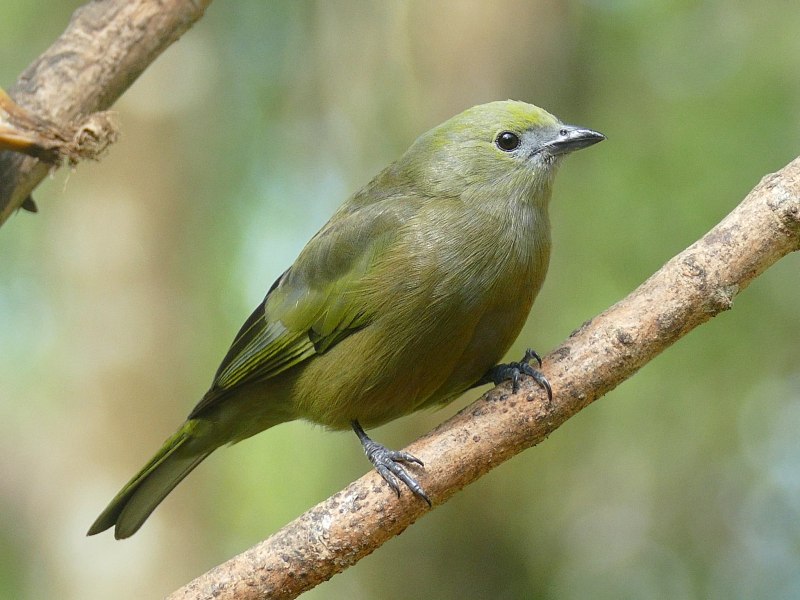 Черношапочная пальмовая танагра (Phaenicophilus palmarum)