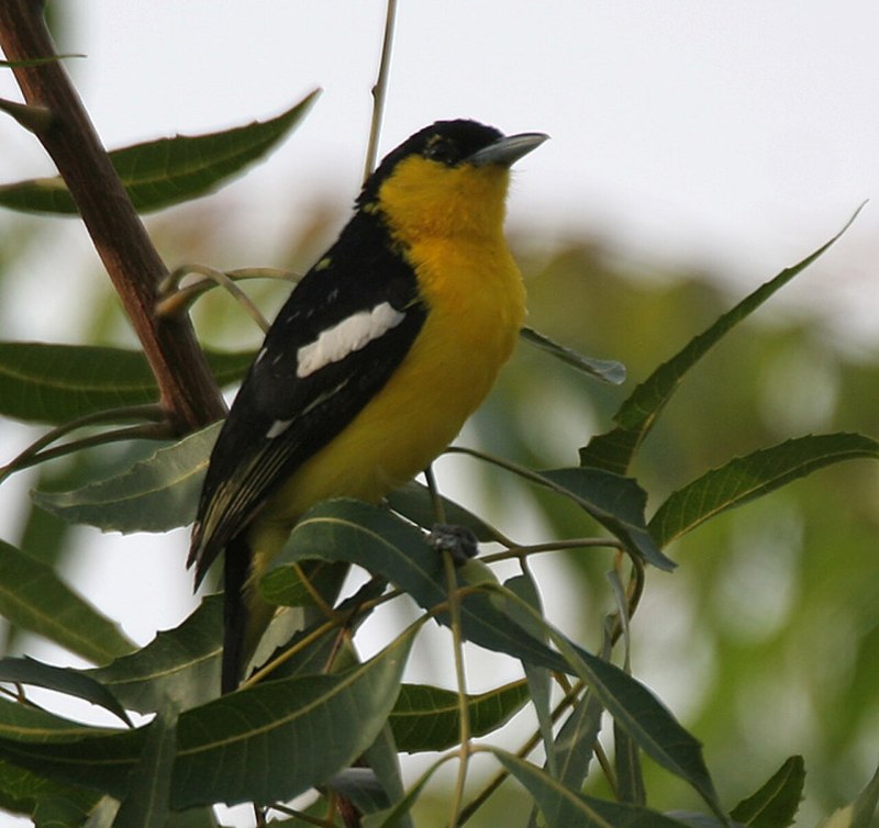 Aegithina tiphia