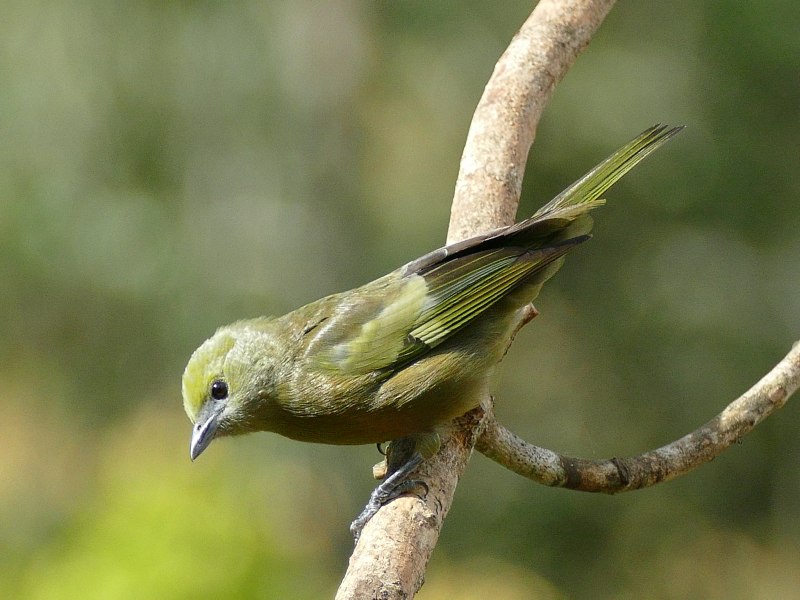 Черношапочная пальмовая танагра (Phaenicophilus palmarum)
