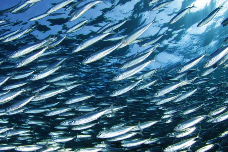 Anchovy Fish