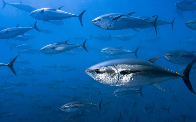 Тунец Bluefin