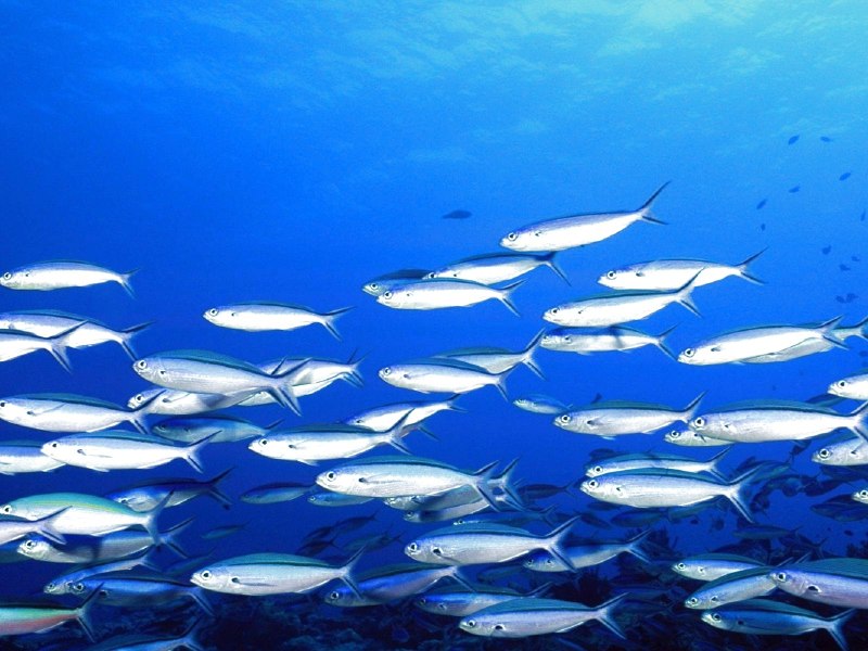 Стайные рыбы Средиземного моря