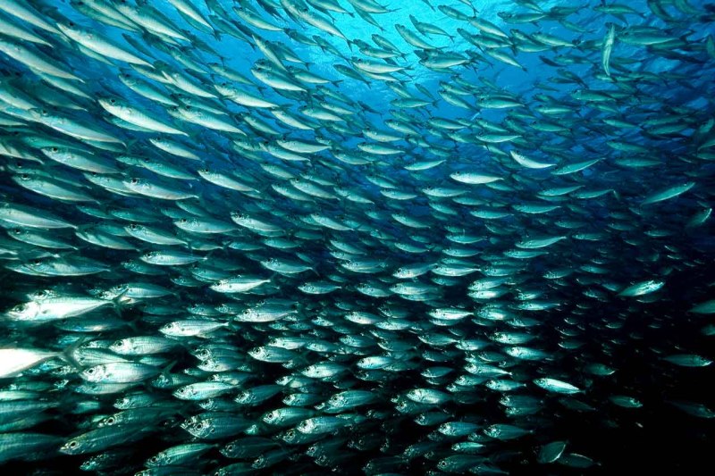 Морские сардины