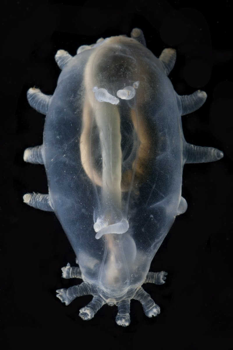 Scotoplanes globosa