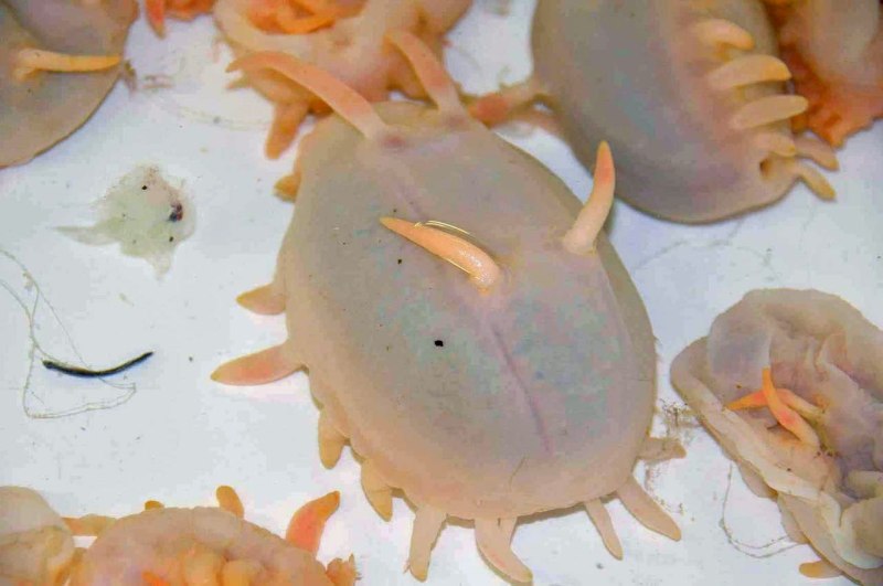 Морская свинья голотурия