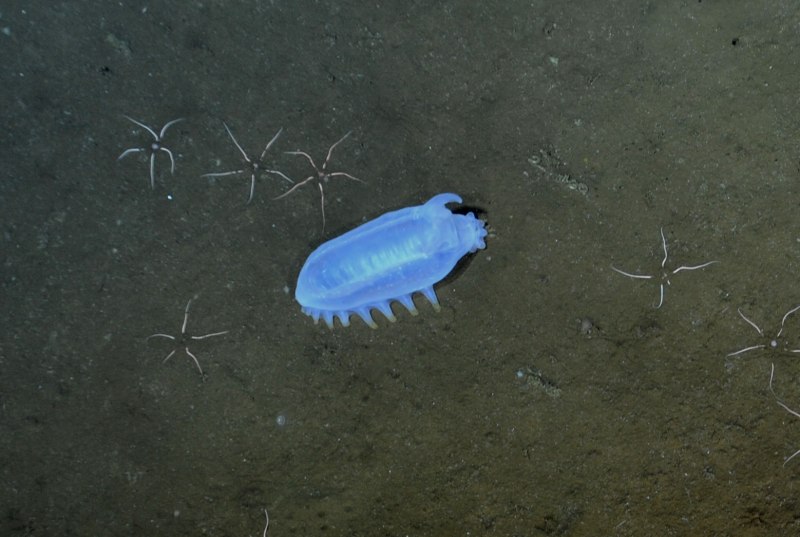 Морское животное скотопланеса