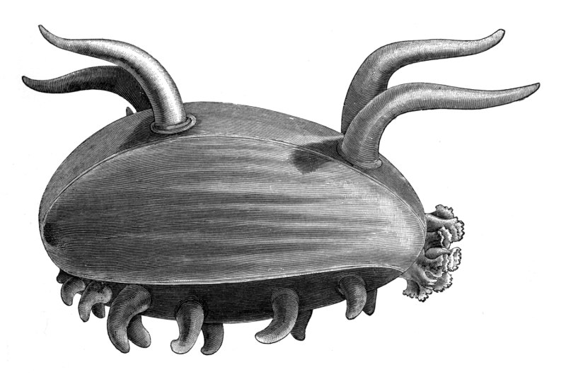 Scotoplanes globosa