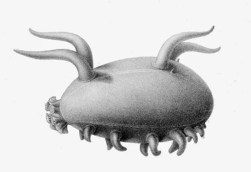 Scotoplanes globosa