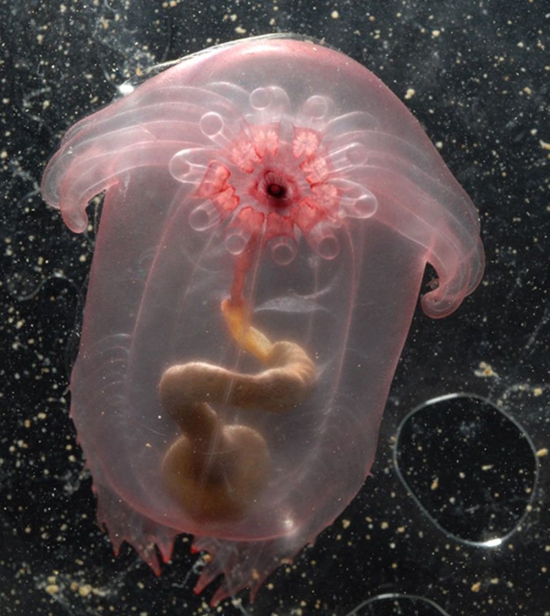 Морской огурец Enypniastes eximia