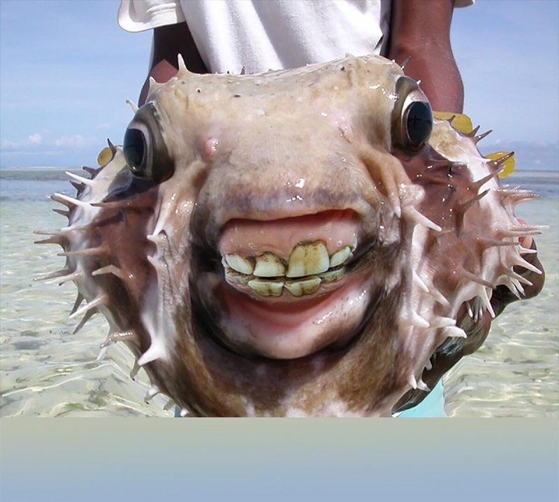 Страше морские существа
