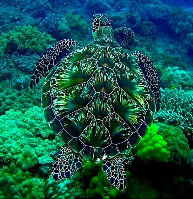 Морская черепаха бисса