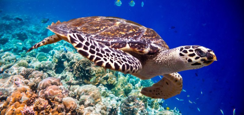 Eretmochelys imbricata