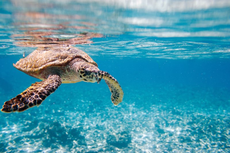 Ocean Turtle декор 20x50
