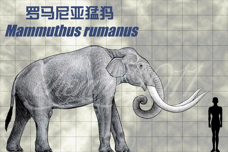 Mammuthus rumanus