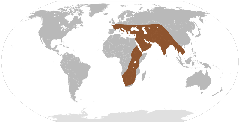 Plesielephantiformes