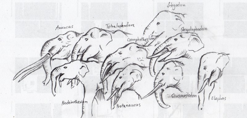 Stegolophodon