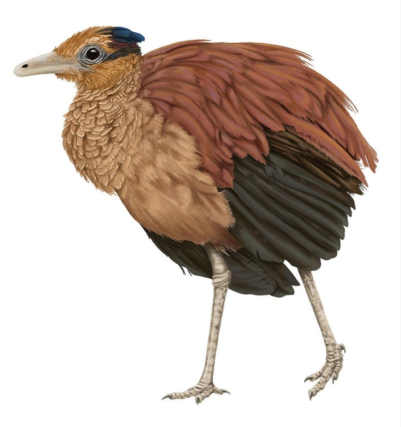Heyuannia huangi