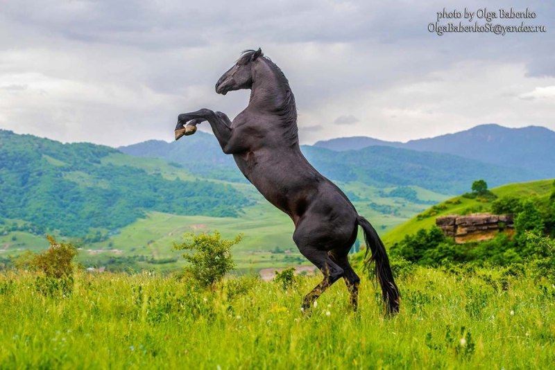 Лошадь габар КЧР