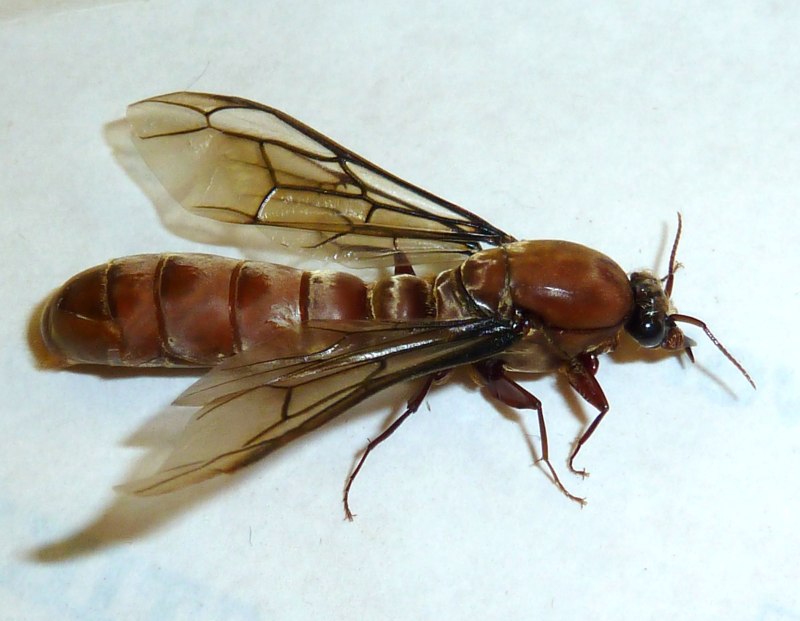 Dorylus helvolus